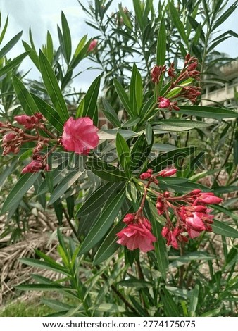 Oleander flowering small tree with unique colorful flowers at outdoor garden. Other common names are Rosebay, Rose Laurel etc.. Bengali traditional name Roktokarabi. Genus name is Nerium. Scientific name Nerium oleander. Apocynaceae family. Oleander mainly use as Ornamental and landscaping plant. Native to Mediterranean region. Natural daytime photo shoot by me. Location in Bangladesh. 