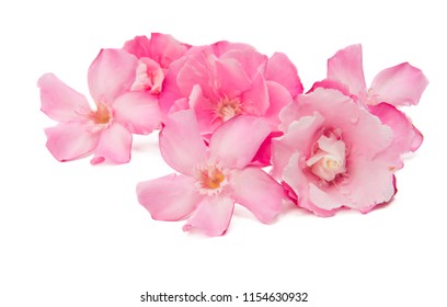 Oleander Flowers Isolated On White Background Stock Photo (Edit Now ...