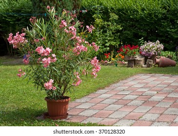 Oleander In The Garden