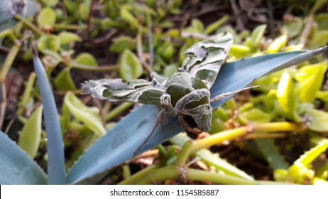 Oleander Hawk Moth 