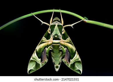 Oleander Hawk Moth Night Butterfly 