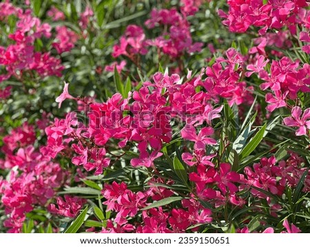 Oleander pink flowers in a garden.