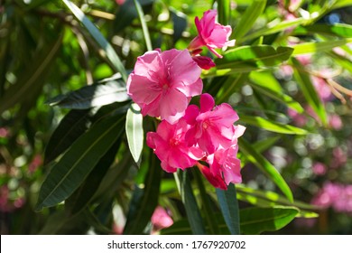 Oleander pink lat. Nerium is an evergreen southern plant. Pink exotic flowers in selective focus. Beautiful background for a postcard. Summer bright flower. Subtropical plant. - Shutterstock ID 1767920702