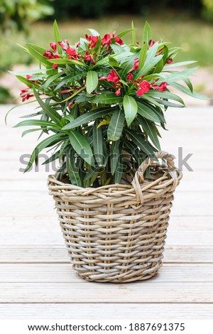 Oleander plant with red flowers in a woven pot. Red flowers of nerium oleander