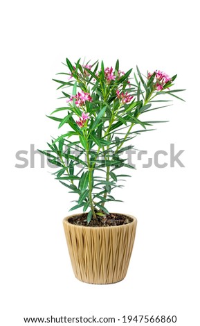 Oleander or Sweet Oleander well know Rose Bay(Nerium oleander L) Pink flower blooming in rattan pot. Ornamental green plant for decoration tropical garden, Pink Nerium sp. isolated on white background