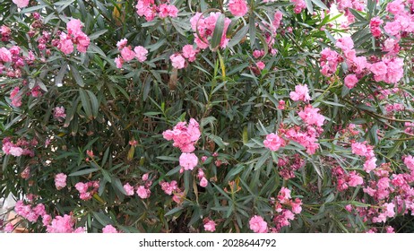 Oleander Tree beautiful pink flowers close up. Mediterranean Italy plant photography natural colors - Shutterstock ID 2028644792