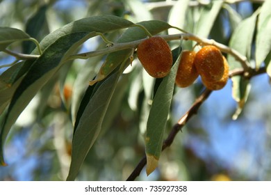 Oleaster Fruit On The Branches