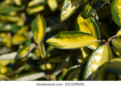 Oleaster Limelight leaves - Latin name - Elaeagnus x submacrophylla Limelight