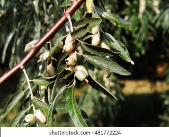 Oleaster, Russian Olive - Elaeagnus Angustifolia 