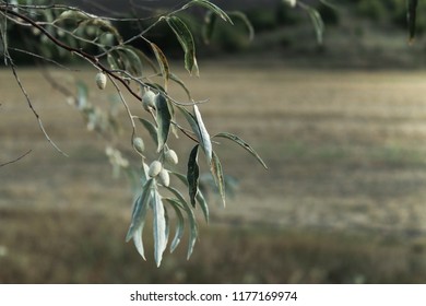 Oleaster, Russian Olive, Silver Berry, Wild Olive