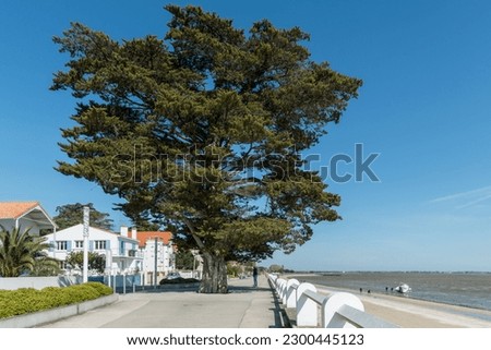 Oleron island in Charente-Maritime, France. The seafront promenade of the small seaside resort of Saint-Trojan-les-Bains