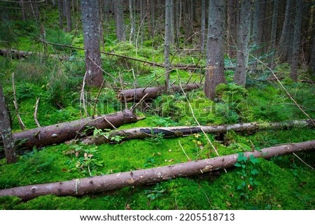 olf dead trees on green moss in wild forest. Take it in Ukraine