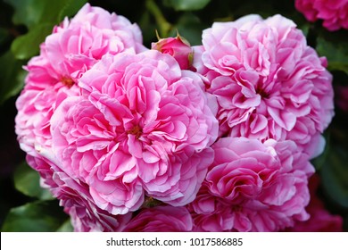 Olia Roses, The Provence Rose Or Cabbage Rose Or Rose De Mai