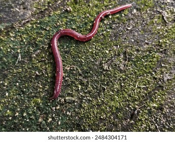 Oligochaeta earthworms are walking on the surface of the soil 