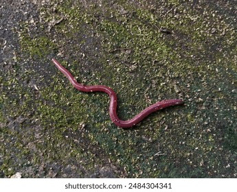 Oligochaeta earthworms are walking on the surface of the soil 