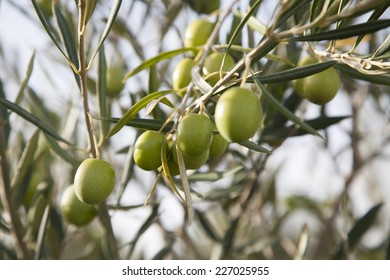 olive - Shutterstock ID 227025955