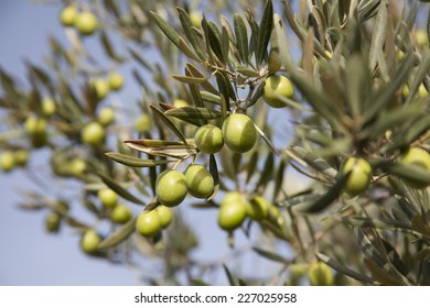 olive - Shutterstock ID 227025958