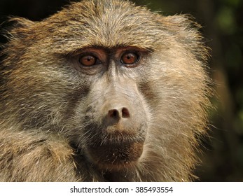 Olive Baboon 