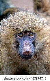 Olive Baboon