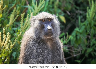 Olive baboon or Anubis baboon (Papio anubis) in the Queen Elizabeth National Park, Uganda - Powered by Shutterstock