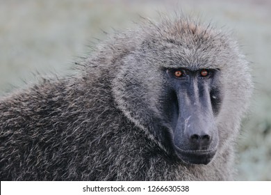 Olive baboon with baby in Massai Mara