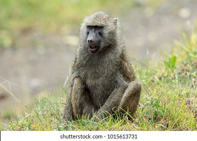 The olive baboon, also called the Anubis baboon, is a member of the family Cercopithecidae. The species is the most wide-ranging of all baboons, being found in 25 countries throughout Africa.