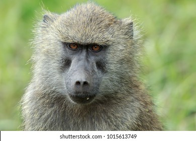 The olive baboon, also called the Anubis baboon, is a member of the family Cercopithecidae. The species is the most wide-ranging of all baboons, being found in 25 countries throughout Africa.