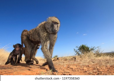 Olive Baboon family