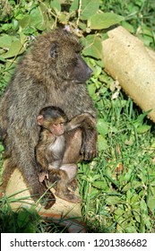 The olive baboon is a baboon in the family of Old World monkeys. Also called the Anubis baboon. The olive baboon is the most wide-ranging of all baboons.