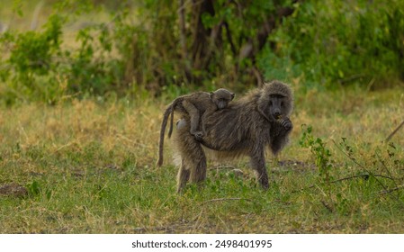 Olive baboon female and baby in Western Serengeti. Grumeti area. Serengeti National Park, Tanzania.