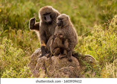 The olive baboon (Papio anubis), also called the Anubis baboon, is a member of the family Cercopithecidae (Old World monkeys). Baboon on Kenya.