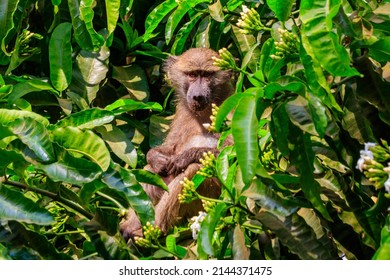 Olive baboon (Papio anubis), also called the Anubis baboon, on a tree in Lake Manyara National Park in Tanzania