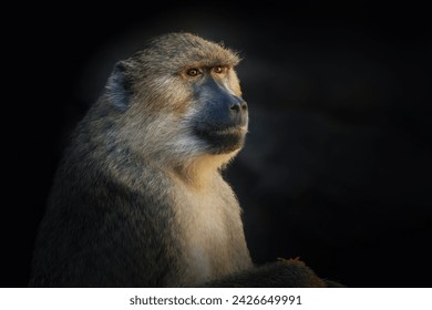 Olive Baboon (Papio anubis) - Old World monkey - Powered by Shutterstock