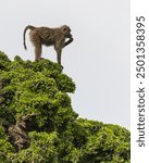 Olive baboon standing on a tall tree in masai mara