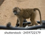Olive baboons at the bonnet of safari jeep at Serengeti National Park