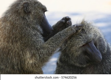 Olive Baboons (Papio Anubis) At Yankari Games Reserve, Bauchi-Nigeria. They Are The Most Broadly Distributed Baboon Species. Their Habitat Is Sub-saharan Africa