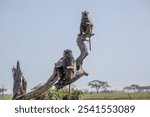 The olive baboons sitting on a dead tree. African wildlife in Kenya and Tanzania national parks.