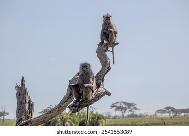 The olive baboons sitting on a dead tree. African wildlife in Kenya and Tanzania national parks. - Powered by Shutterstock