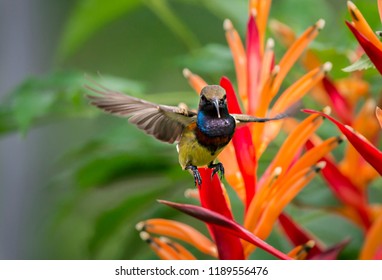 Olive Backed Sunbird