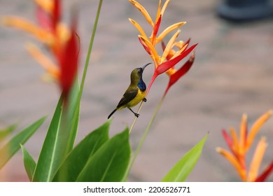 Olive Backed Sunbird On A Heliconia