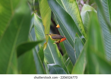 Olive Backed Sunbird On A Heliconia