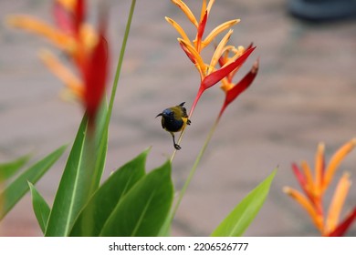 Olive Backed Sunbird On A Heliconia