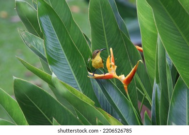 Olive Backed Sunbird On A Heliconia