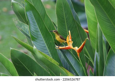 Olive Backed Sunbird On A Heliconia