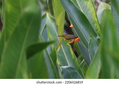 Olive Backed Sunbird On A Heliconia