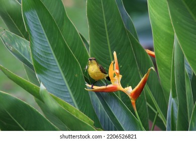 Olive Backed Sunbird On A Heliconia