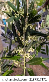 The Olive, Botanical Name Olea Europaea