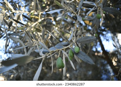The olive, botanical name Olea europaea, meaning 'European olive', is a species of small tree or shrub in the family Oleaceae, found traditionally in the Mediterranean Basin.Green olive branch . - Shutterstock ID 2340862287
