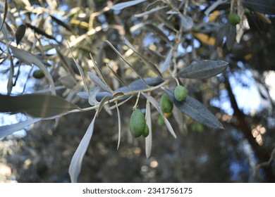 The olive, botanical name Olea europaea, meaning 'European olive', is a species of small tree or shrub in the family Oleaceae, found traditionally in the Mediterranean Basin.Green olive branch . - Shutterstock ID 2341756175