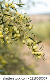 Olive Branch Close Up In A Tree Plantation, Young Plants, Ecological Plantation, Biodynamic Agriculture